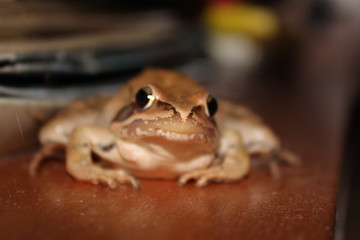 camouflaged red frog