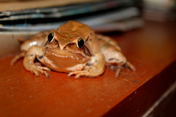 camouflaged red frog