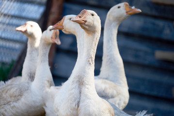 Obraz premium Flock of domestic white geese walking across a rural poultry yard