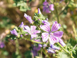 Macro view of purple wild flowers (Malva sylvestris) in nature forming a nice background