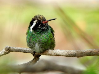 hummingbird on a flower