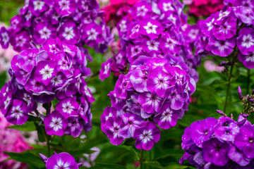 Blooming phlox in the garden. Shallow depth of field.