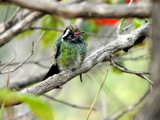 red headed woodpecker