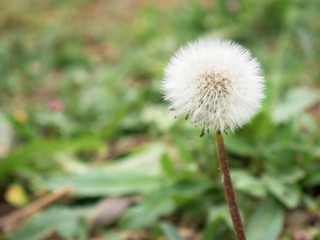 Macro view of a dried dandelion (Taraxacum officinale) among the grass in a garden