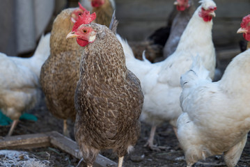 white and multicolored chickens in the yard in the countryside. Chickens walking in the yard