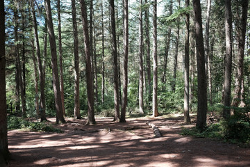 Luftiger Wald im Sommerlicht