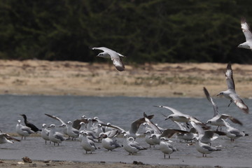 seagulls in flight