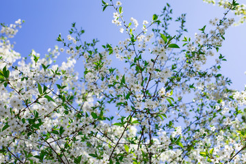 White flowers blossom cherry tree bottom view, orchard blooming in spring. Backdrop wallpaper background for design. A branch of a beautiful flowering garden cherry tree in bloom