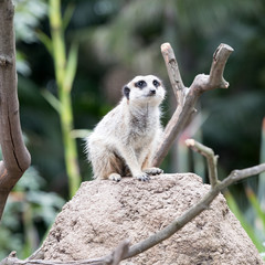 A Meerkat (Suricata suricatta) standing.