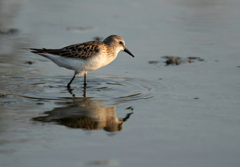 The little stint is a very small wader.