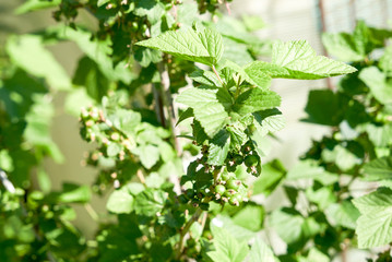 currant bush with fruits in spring