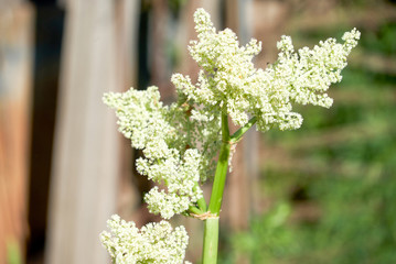 rhubarb flowers in early summer
