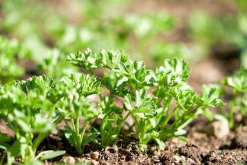 the first green dew is shown from the ground in spring