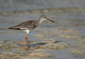 Redshank have red legs and a black-tipped red bill