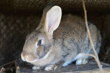 handsome brown rabbit