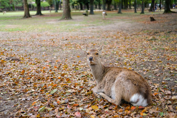 奈良公園の鹿