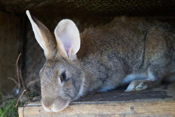 Brown rabbit on the farm