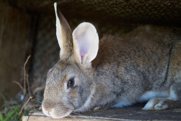 Brown rabbit on the farm