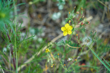small yellow flower with round petals