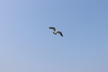 seagull in flight, summer sky