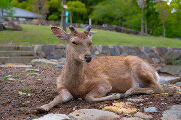 奈良公園の鹿