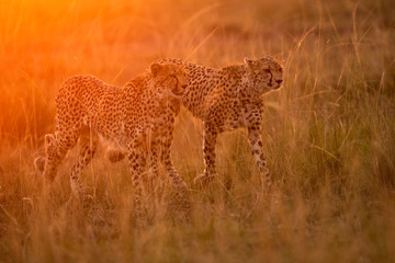 Cheetah is a big cat also know as the hunting leopard