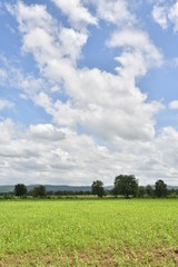 Obraz premium Natural picture