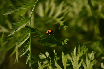 ladybug on grass