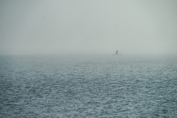 Thick fog over the lake. A man is sailing in a boat with an oar.