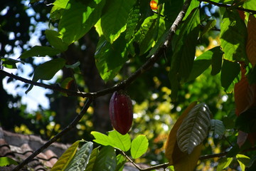 Raw cocoa fetus hanging on the coca tree