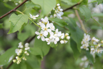  Blooming apple tree, small white flowers on a blurred background. Beautiful delicate photo of flowers for summer mood. Stock photo for web and print with empty space for text and design.
