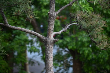 A pillar of Chinese pine surrounded by lush green leaves