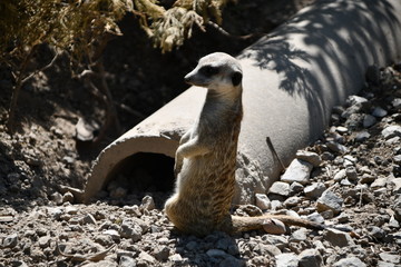 Suricate or differently meercat is watching for danger around in order to prevent it and go to shelter