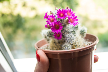 a cactus blooming with beautiful pink flowers in a pot in hand with a red manicure against the backdrop of a view from the window