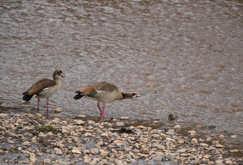 Egyptian goose belongs to the duck, goose, and swan family