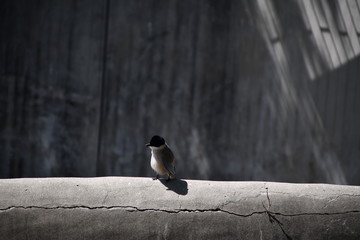 A small gray bird with black head is sitting on a cement edge of the aviary for bears