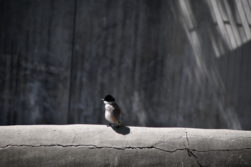 A small gray bird with black head is sitting on a cement edge of the aviary for bears and looking towards the camera
