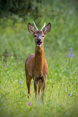 Fototapeta premium Roe deer, capreolus capreolus, buck barking on meadow in summertime nature. Verical composition of wild animal with antlers standing near wildflowers from front. Herbivore mammal looking to the camera