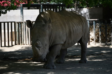 A rhino in zoo is waking around in his massive aviary in Tianjin Zoo