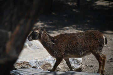 female sheep in a zoo