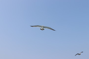 seagull in flight, summer sky
