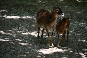 female sheep in a zoo with her baby