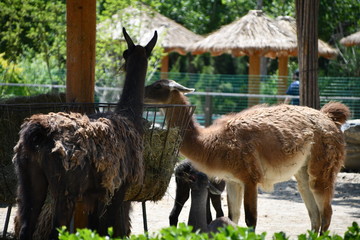 Llamas in a zoo eating dry grass at Tianjin zoo in China concept for protection of animals