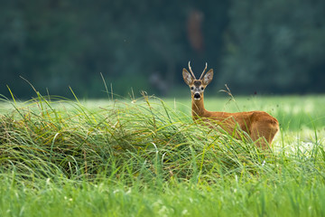 Attentive roe deer, capreolus capreolus, buck standing on meadow in summertime. Alert wild animal looking to the camera from long grass with copy space.