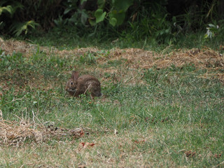 hare mammal animal