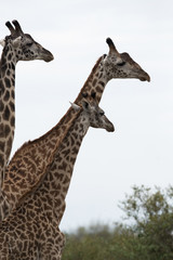 Giraffe is the tallest living terrestrial animal
