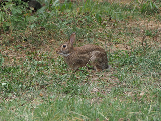 hare mammal animal