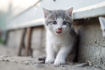 tabby kitten beautiful kitten showing tongue