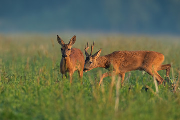 Roe deer, capreolus capreolus, couple sniffing on field in summer nature. Two wild mammal walking on meadow in mating season Buck and doe during rutting period.