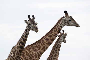 Giraffe is the tallest living terrestrial animal